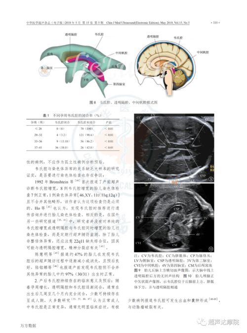 囊解怎么造句—囊的结构？