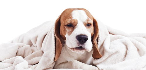 狗狗为何会整天咳嗽,造成咳嗽的原因有哪些,主人该如何应对