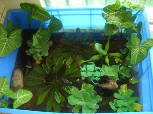 有什么水生植物可以和乌龟一起养 