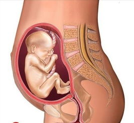 胎儿入盆后多久可以做胎教,怀孕多久才可以胎教?