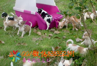 台州哪里有卖吉娃娃台州宠物狗多少钱台州哪里有犬舍