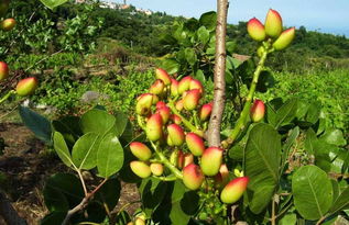 开心果树南方可以种吗,四川可以种植开心果树树吗？绵阳，农村。 如果可以，怎么种？