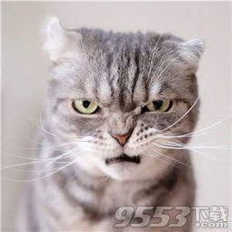 抖音社会猫表情图片下载 抖音社会猫表情包 完整版下载 9553下载 