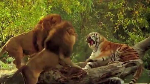 狮子大战老虎,强者之间的战争,难道就只是互扇巴掌吗 