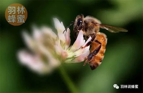养殖蜜蜂怎么进行管理 综合技术和要点有哪些呢 养蜜蜂技术来了