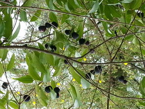请问这叫什么树啊 开满像无花果大小的果子,熟了以后果子变成黑色,果能吃吗 