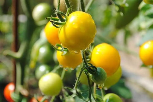 小番茄种植时间和方法,小番茄种植时间和方法