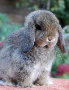 英国垂耳兔介绍与价格 英国垂耳兔怎么养和寿命和能长多大 爱宠网 
