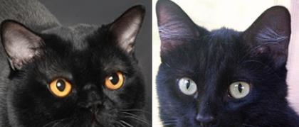 孟买猫和黑猫的区别 初次养猫养什么品种好 