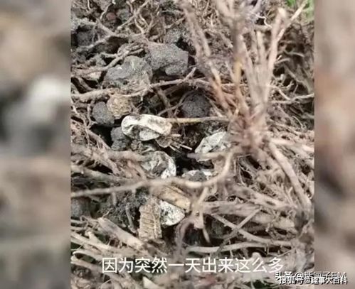 群蛇狂舞 网购盆栽里竟钻出十余条小蛇