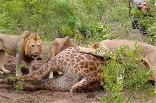 鬣狗意外捡到猎物正窃喜,结果一回头傻了眼,狮子原来好这口