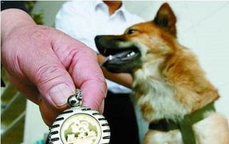 5月1日起 宿州城区养狗人必须要办理养犬登记证了 具体区域如下
