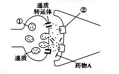 正常人体内的激素.酶和神经递质均有特定的生物活性.这三类物质都是A.在细胞内发挥作用B.由活细胞产生的蛋白质C.与特定分子结合后起作用D.在发挥作用后还能保持活性 