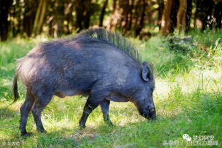 牙克石林区野猪都泛滥了,跑到地里吃,还专挑好的吃