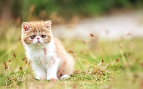 加菲猫怎么养才漂亮,两岁的加菲猫怎么养？