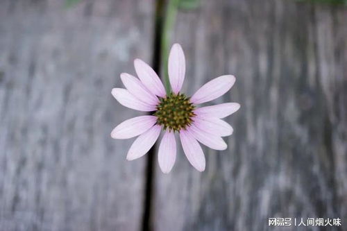 ,静待花开