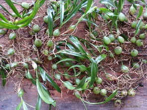 石橄榄的功效与作用及食用方法,橄榄的作