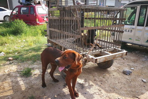 东北虎宠物犬被卖做肉狗,狗狗发现自己被卖,不知所措 