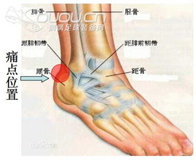 脚部位名称大全图解 搜狗图片搜索