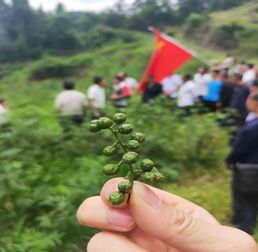 四川泸州古蔺白泥乡