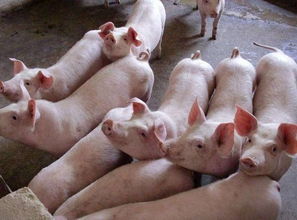 养猪场的肥猪只能活6个月,但实际上猪的寿命居然这么长 