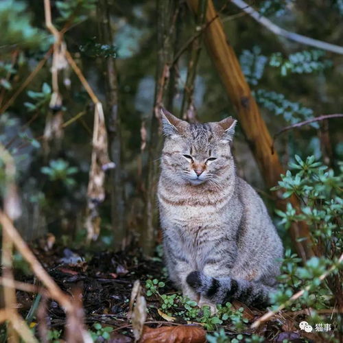 去全世界遇见猫 哲学之路,哲学之猫