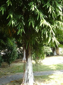 这是什么榕树,叶子长条,比较窄,像竹叶 