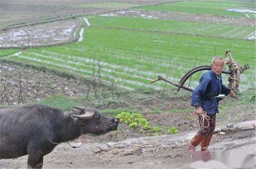 现在农村还有用牛犁田的人吗 养牛少也少见了,花些钱用 铁牛
