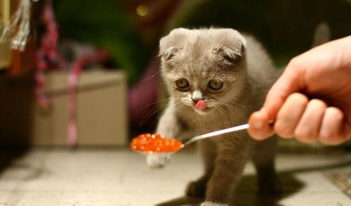 猫咪真的喜欢吃鱼 猫罐头能多吃 这些常识你会正确分辨吗