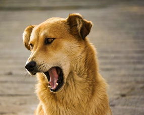 狗狗为什么总是对人吠叫 要想制止狗狗吠叫,先了解这3个原因