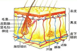 活性纯水 创造肌肤光滑亮泽不老奇迹 