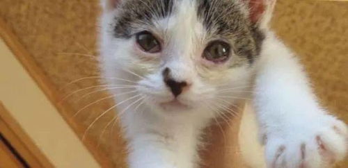 患结膜炎的流浪猫被网友收养后,痊愈的过程竟引来了200万 人次的观看