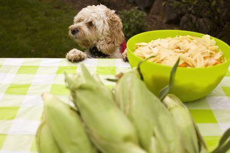 玉米和狗狗不得不说的故事,狗狗可以吃玉米吗 需要注意哪些问题 