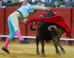 西班牙的斗牛表演 斗牛士被公牛当场挑翻 