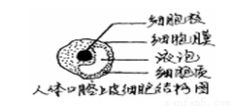 藕断丝连 是常见的现象.这里的 丝 属于植物体的什么组织 A.营养组织 B.分生组织C.保护组织 D.输导组织 青夏教育精英家教网 