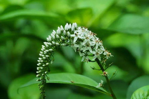 福虎生威 30种名字带有 虎 字的植物,90 的人都不认识