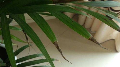 富贵椰子叶子发黄干尖怎么办 富贵椰子浇水的正确方法
