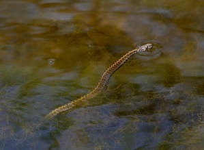 梦见一条大蛇在水里是什么意思梦到一条大蛇在水里好不好(梦见很大一条蛇在水里是什么预兆)