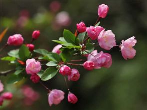 海棠花的花语是什么：优雅与美丽的完美融合