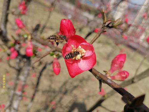 李文全随拍 我一生只给鲜花与掌声以斑马线