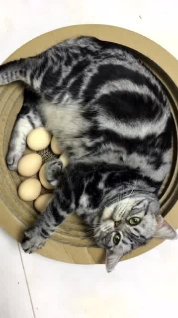 猫孵鸡蛋你见过吗 