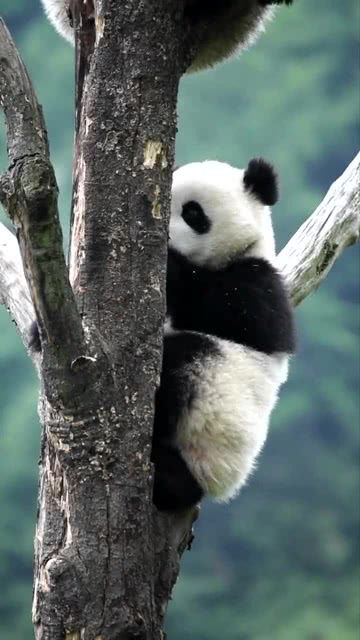 自从国宝大熊猫降级之后,每天郁郁不乐,真害怕它会想不开 