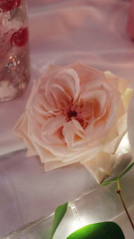 荔枝玫瑰怎么养,荔枝玫瑰，让你的爱情永恒如初！