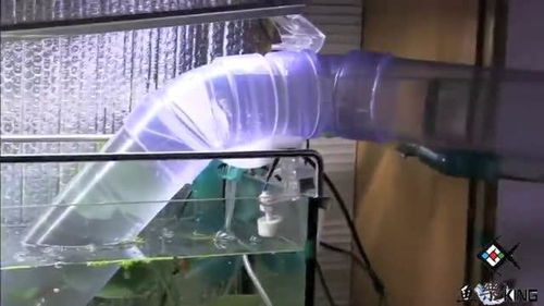 为了不让小鱼寂寞,在两个鱼缸中间安装透明管道,让小鱼互相串门 
