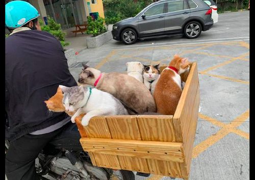 6只猫咪坐在摩托车的后座上,主人带着它们去兜风,有一只很淡定