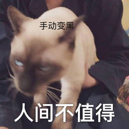 养猫大户易烊千玺又添新猫,原因是很像自己