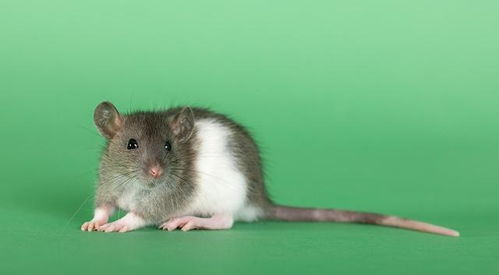非瘟背景下猪场鼠害的控制 综合防治鼠害的措施及注意事项