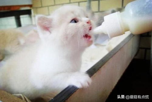 幼猫可以喝牛奶吗 小猫不能喝纯牛奶吗 为什么