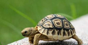 哪种乌龟长不大还不凶猛？