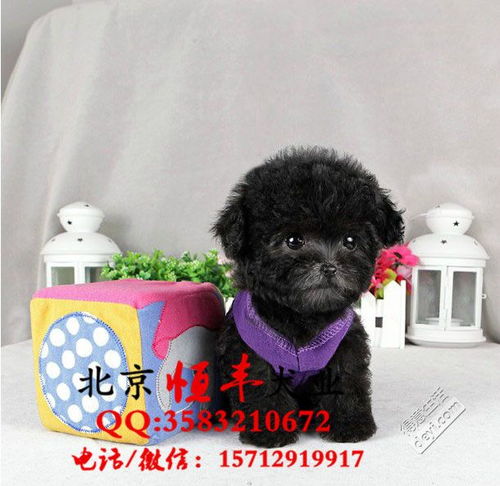 北京恒丰犬业直销3个月纯种灰色泰迪 茶杯犬泰迪能涨多大